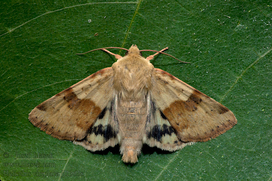 Marbled Clover Mácsonyabagoly Heliothis viriplaca