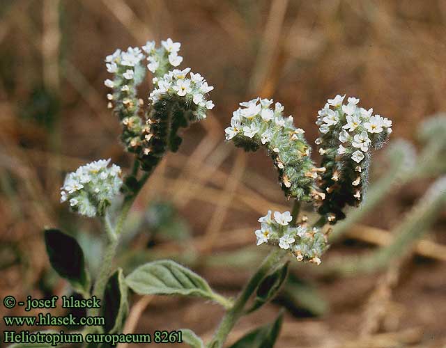 Heliotropium europaeum UK: Common heliotrope DK: Europaisk heliotrop FI: Rikkaheliotrooppi FR: Hliotrope d'europe NL: Europese heliotroop IT: Eliotropio selvatico HU: Eurpai kunkor DE: Sonnenwende PL: Heliotrop peruwiaski ogrodowy CZ: otonk evropsk ES: Hierba verruguera SYN: arborescens