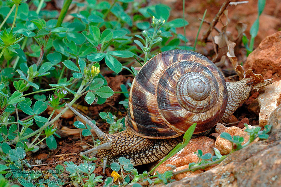 Helix lucorum Hlemýžď balkánský Gestreifte Weinbergschnecke