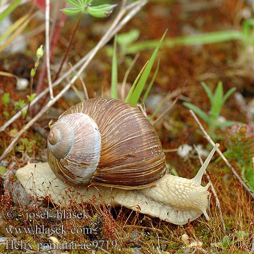 Helix pomatia Hlemýžď zahradní Weinbergschnecke Ślimak winniczek Escargot Bourgogne Roman snail Vinbjergsnegl Виноградная улитка Caracol romano Harilik viinamäetigu Viinimäkikotilo Vynuoginė sraigė Wijngaardslak Vinbergsnegl Melc livadă Vinbergssnäcka Виноградний слимак 盖罩大蜗牛 Wijngaardslak Chiocciola エスカルゴ Éti csiga Escargot Gros blanc grande branco אסקרגו Melc livada Slimák záhradný Veliki vrtni polž Roman salyangozu Salyongoz