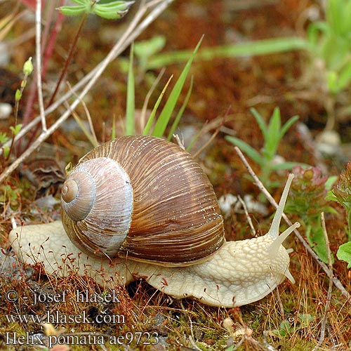 Escargot Bourgogne Roman snail Vinbjergsnegl Виноградная улитка Caracol romano Harilik viinamäetigu Viinimäkikotilo Vynuoginė sraigė Wijngaardslak Vinbergsnegl Melc livadă Vinbergssnäcka Виноградний слимак 盖罩大蜗牛 Wijngaardslak Chiocciola エスカルゴ Éti csiga Escargot Gros blanc grande branco אסקרגו Melc livada Slimák záhradný Veliki vrtni polž Roman salyangozu Salyongoz Helix pomatia Hlemýžď zahradní Weinbergschnecke Ślimak winniczek