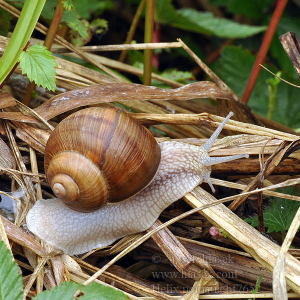 Виноградний слимак 盖罩大蜗牛 Wijngaardslak Chiocciola エスカルゴ Éti csiga Escargot Gros blanc grande branco אסקרגו Melc livada Slimák záhradný Veliki vrtni polž Roman salyangozu Salyongoz Helix pomatia Hlemýžď zahradní Weinbergschnecke Ślimak winniczek Escargot Bourgogne Roman snail Vinbjergsnegl Виноградная улитка Caracol romano Harilik viinamäetigu Viinimäkikotilo Vynuoginė sraigė Wijngaardslak Vinbergsnegl Melc livadă Vinbergssnäcka