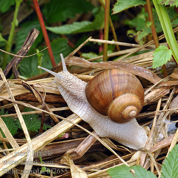 Escargot Gros blanc grande branco אסקרגו Melc livada Slimák záhradný Veliki vrtni polž Roman salyangozu Salyongoz Helix pomatia Hlemýžď zahradní Weinbergschnecke Ślimak winniczek Escargot Bourgogne Roman snail Vinbjergsnegl Виноградная улитка Caracol romano Harilik viinamäetigu Viinimäkikotilo Vynuoginė sraigė Wijngaardslak Vinbergsnegl Melc livadă Vinbergssnäcka Виноградний слимак 盖罩大蜗牛 Wijngaardslak Chiocciola エスカルゴ Éti csiga