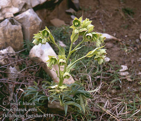 Helleborus foetidus Bearpaw Stinking Stinkend nieskruid Hellébore fétide