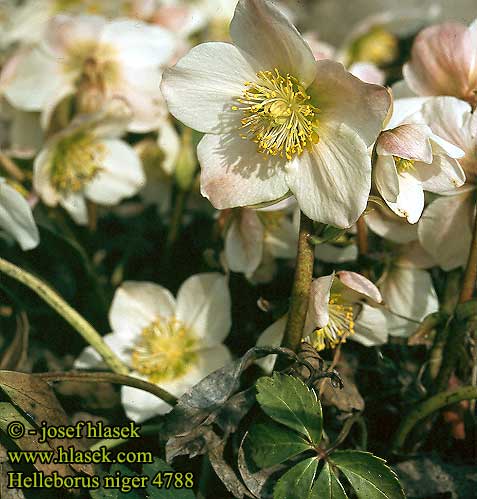 Helleborus niger Black hellebore Christmas Rose Jouluruusut Ellébore noir