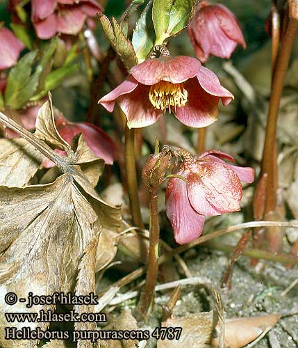 Helleborus purpurascens Jouluruusu Pirosló hunyor Purpurnieswurz