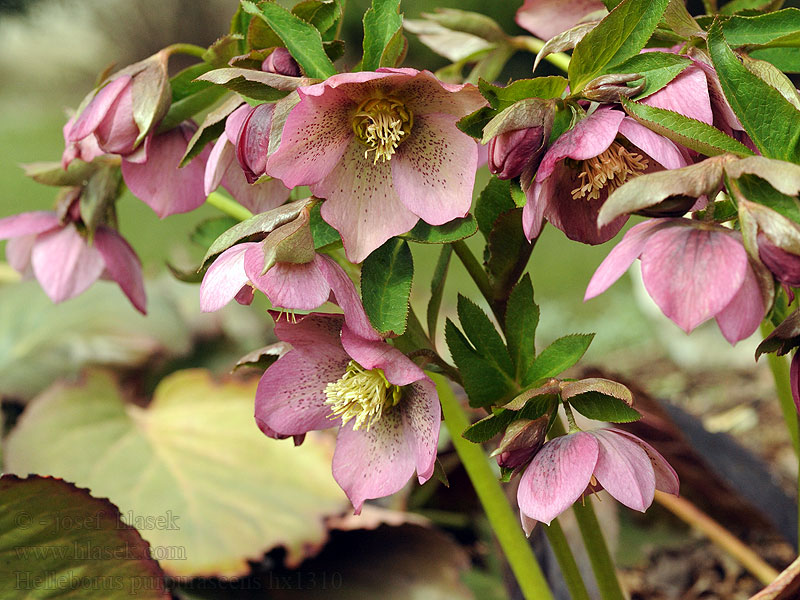 Helleborus purpurascens atrorubens Čemeřice nachová