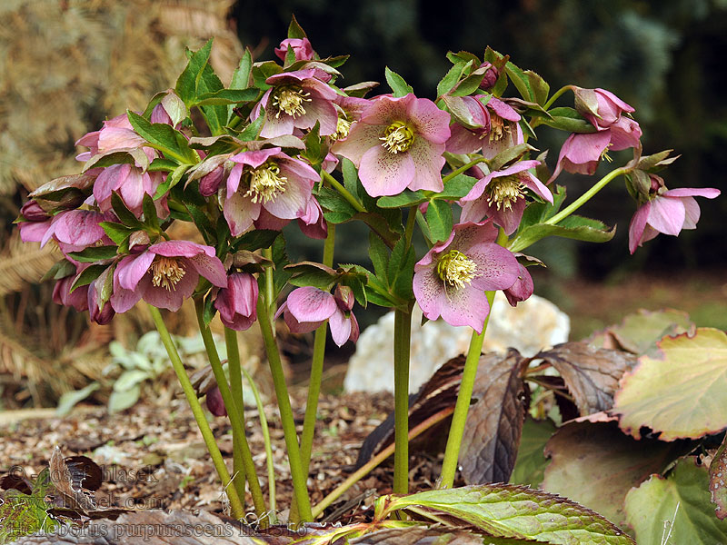 Helleborus purpurascens Ciemiernik czerwonawy Čemerica purpurová