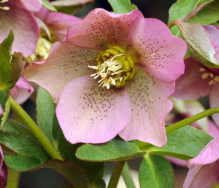 Helleborus purpurascens Hellébore pourpre Морозник красноватый