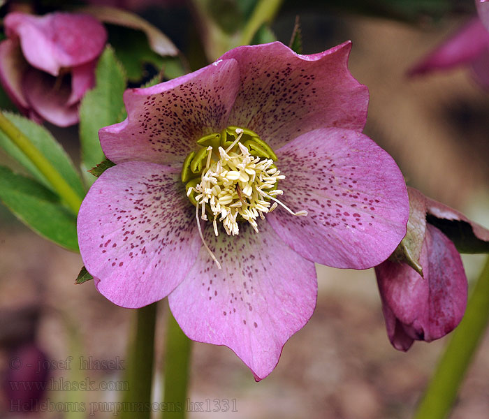 Čemeřice nachová Helleborus purpurascens atrorubens