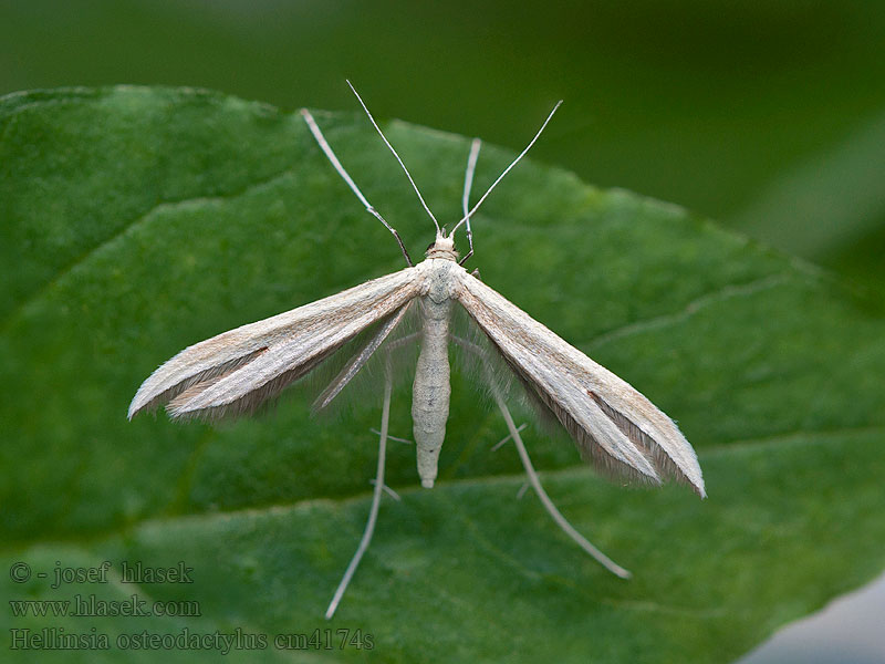 Hellinsia osteodactylus Pernatuška zlatobýlová Small Goldenrod Plume