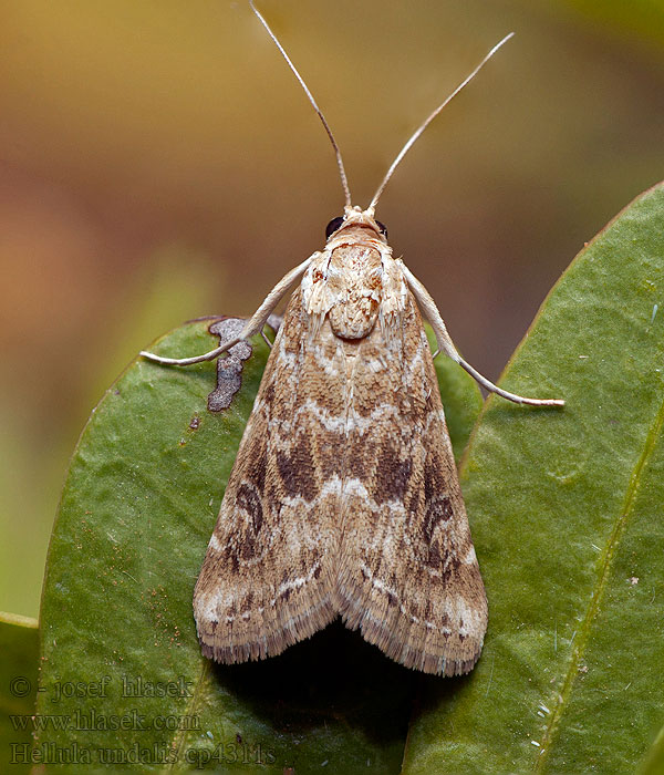 Hellula undalis Cabbage webworm Old World Vijačka južná