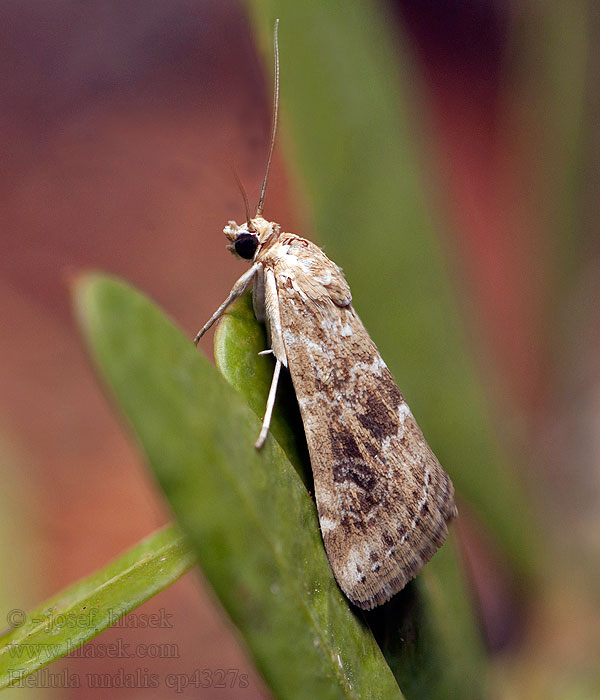 Hellula undalis Мотылёк хлопковый Zegzugos tűzmoly