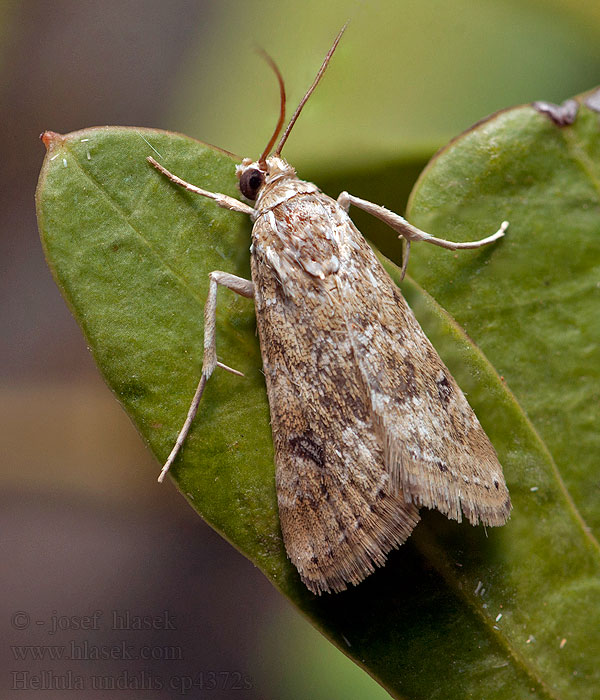 Cabbage webworm Old World Hellula undalis