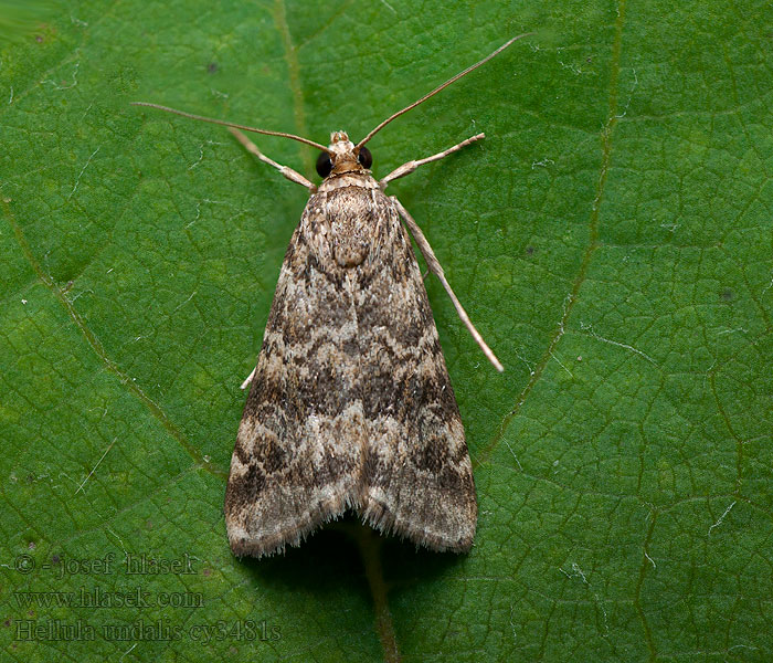 Hellula undalis