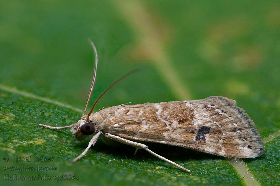 Cabbage webworm Old World Hellula undalis