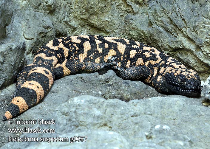 Heloderma suspectum Korovec jedovatý Gila Monster Gila-Krustenechse Monstre Gila Gilamonster アメリカドクトカゲ Аризонский ядозуб هیولای گیلا Gilaeðla הלודרמה מרירית Gilaödla Гила чудовиште Gilaøgle Heloderma arizońska Monstro-de-gila Strupeni bradavičar Gilalisko กิล่ามอนสเตอร์