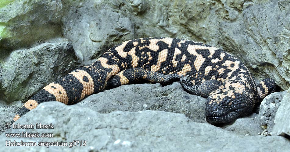 Monstre Gila Gilamonster アメリカドクトカゲ Аризонский ядозуб هیولای گیلا Gilaeðla הלודרמה מרירית Gilaödla Гила чудовиште Gilaøgle Heloderma arizońska Monstro-de-gila Strupeni bradavičar Gilalisko กิล่ามอนสเตอร์ Heloderma suspectum Korovec jedovatý Gila Monster Gila-Krustenechse