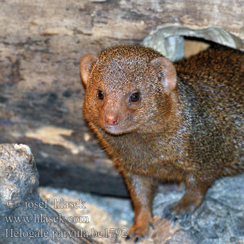 Helogale parvula Mangusta jižní Common Dwarf Mongoose Dwergmuishond