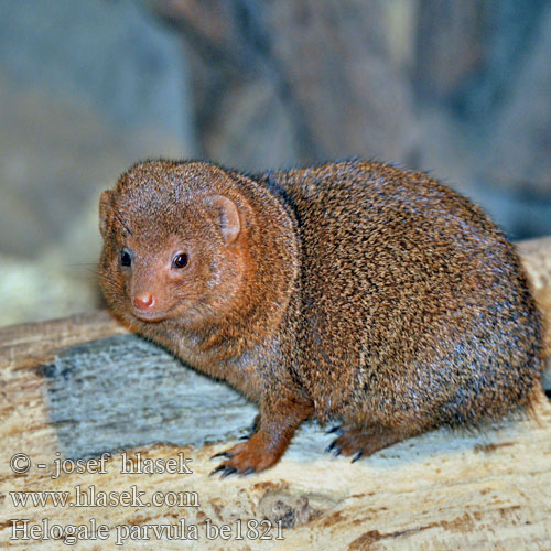 Mangusta nana comune コビトマングース Mangosta enana nana africana