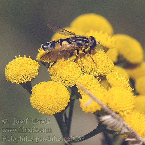 Gemeine Sumpfschwebfliege Gewone Pendelvlieg Ильница пижамная Pestřenka černonosá Helophilus pendulus Striped Hover Fly Hélophile suspendu