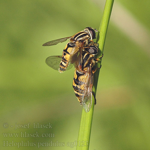 Pestřenka černonosá Helophilus pendulus Striped Hover Fly Hélophile suspendu Gemeine Sumpfschwebfliege Gewone Pendelvlieg Ильница пижамная