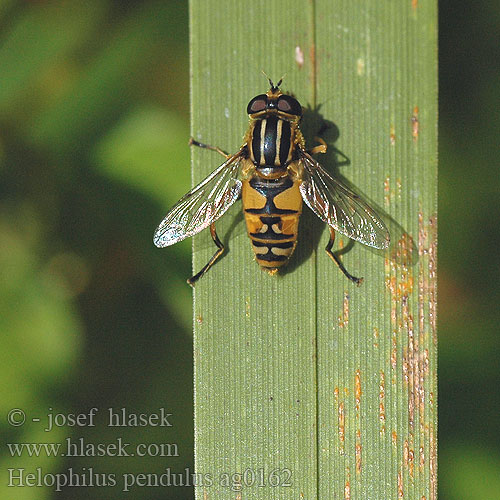 Striped Hover Fly Hélophile suspendu Gemeine Sumpfschwebfliege Gewone Pendelvlieg Ильница пижамная Pestřenka černonosá Helophilus pendulus