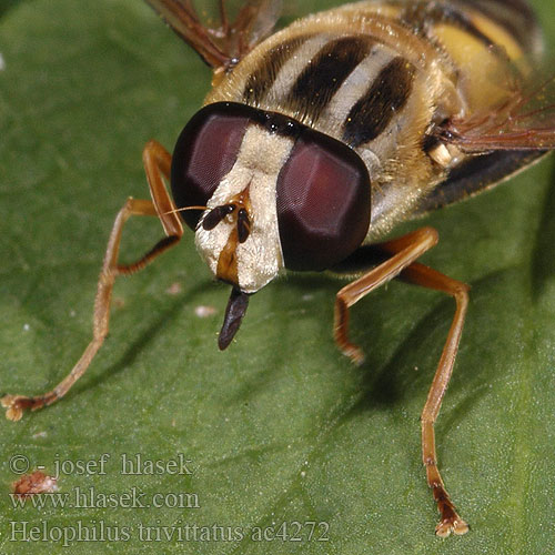 Helophilus trivittatus Sun Fly Hélophile Bandes grises Pestřenka červenonosá Große Sumpfschwebfliege Citroenpendelvlieg Trúdovka červenonosá Trebåndet sumpsvirreflue