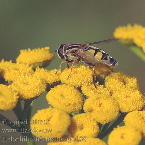 Trúdovka červenonosá Trebåndet sumpsvirreflue Helophilus trivittatus Sun Fly Hélophile Bandes grises Pestřenka červenonosá Große Sumpfschwebfliege Citroenpendelvlieg