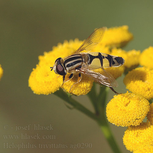 Sun Fly Hélophile Bandes grises Pestřenka červenonosá Große Sumpfschwebfliege Citroenpendelvlieg Trúdovka červenonosá Trebåndet sumpsvirreflue Helophilus trivittatus