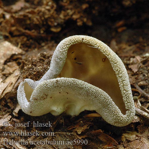 Helvella acetabulum ae5990