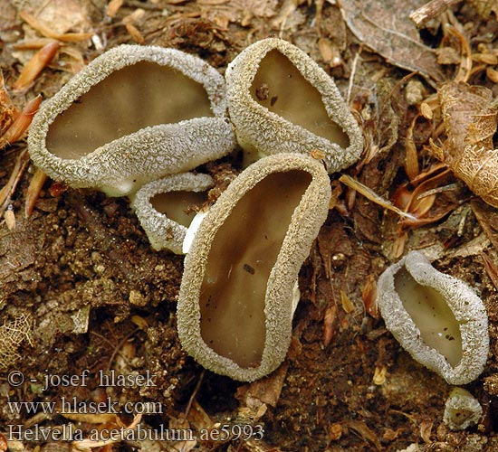 Helvella acetabulum Hochgerippte Becherlorchel Becher-Lorchel