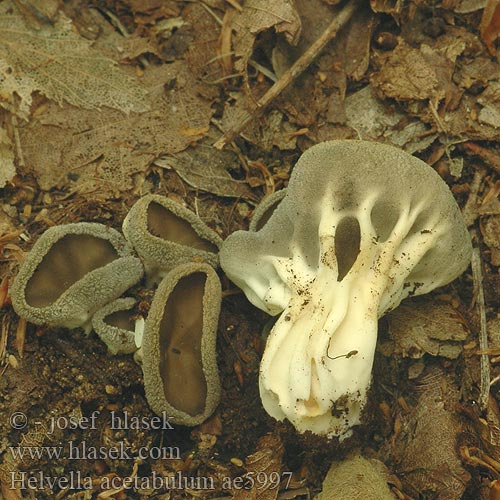 Helvella acetabulum ae5997