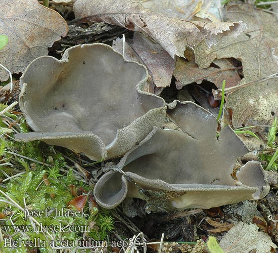 Helvella acetabulum ae6353