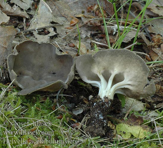 Helvella acetabulum ae6357