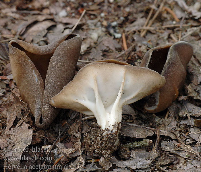 Helvella_acetabulum_ak2165