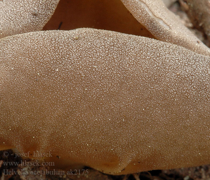 Helvella_acetabulum_ak2175