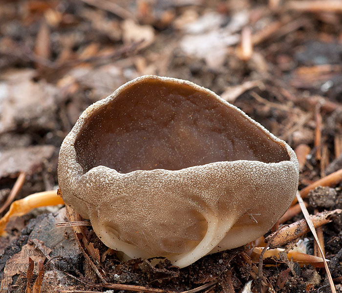 Chřapáč obecný Helvella acetabulum