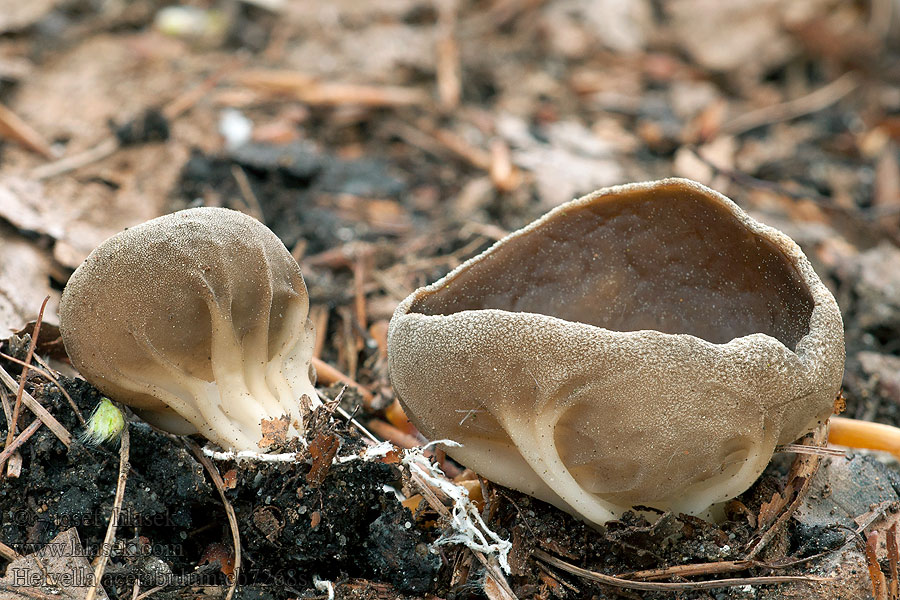 Piestrzyca zwyczajna Helvella acetabulum