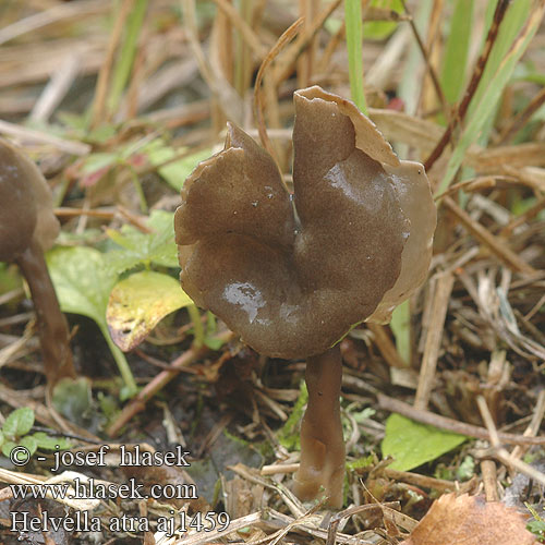 Helvella atra aj1459