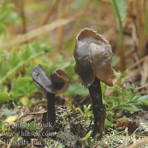 Helvella atra Schwarze Lorchel Roetkluifzwam Leptopodia atra