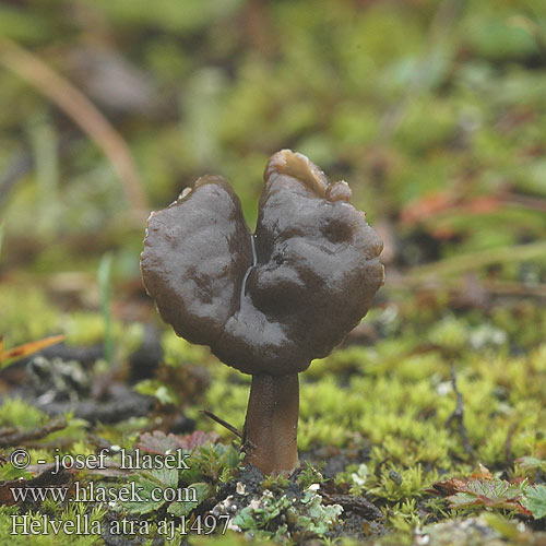 Helvella atra クロアシボソノボリリュウ Лопастник