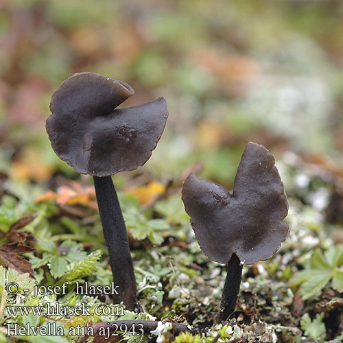 Helvella atra Лопастник черный Sotmurkla Chřapáč tmavý