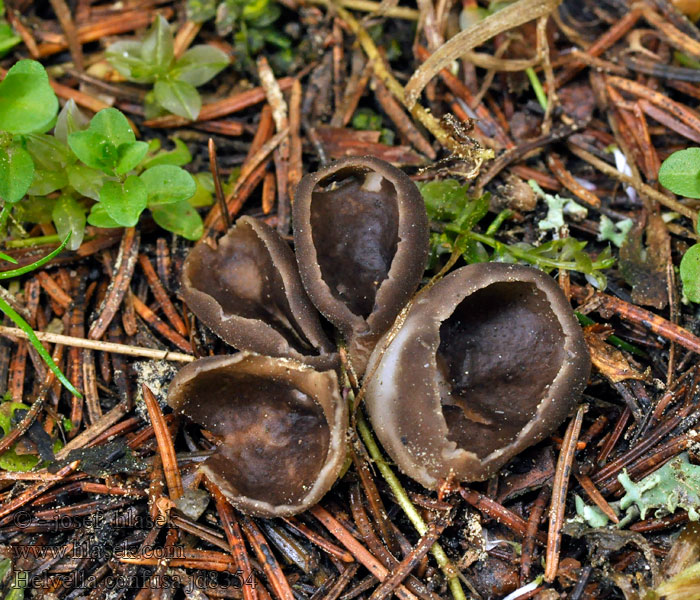 Helvella confusa Chřapáč podobný Kleine Becher-Lorchel