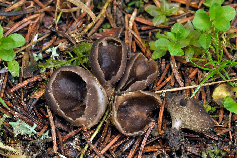 Helvella confusa Aangebrande kluifzwam Chriapač voňavý