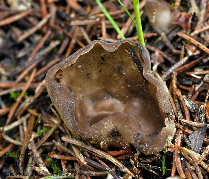 Chřapáč podobný Helvella confusa