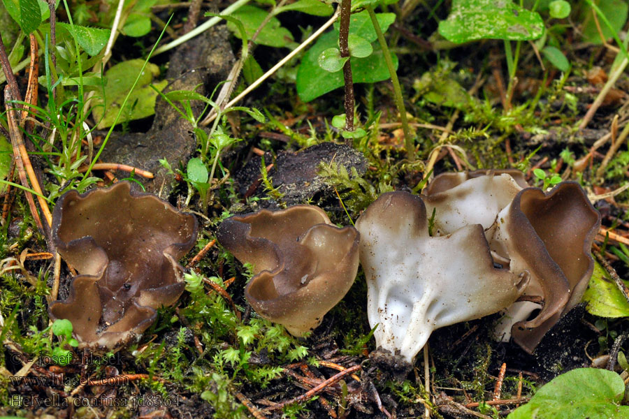 Kleine Becher-Lorchel Helvella confusa