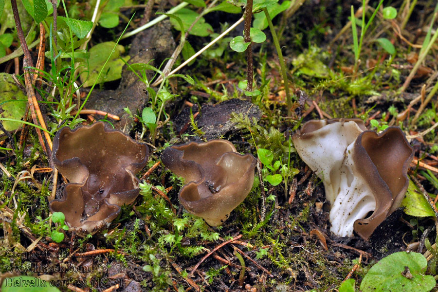 Aangebrande kluifzwam Chriapač voňavý Helvella confusa