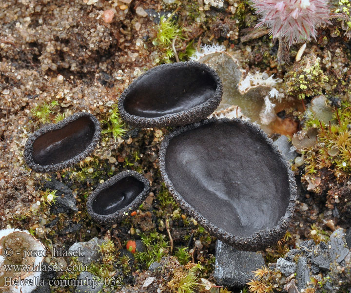 Helvella corium Chřapáč černý Lederige Lorchel Zwarte schotelkluifzwam