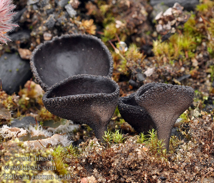 Helvella_corium_bp4036